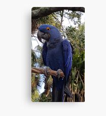 Blue Macaw Canvas Print