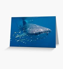 Whale Shark, Ningaloo Reef, Western Australia Greeting Card