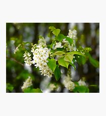 Spring Tree Blossoms Photographic Print
