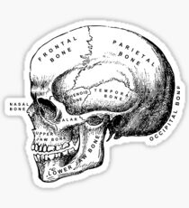 Vintage anatomical medical skull illustration Sticker