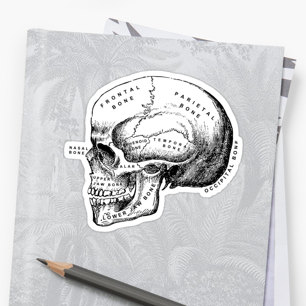 Vintage Anatomical Medical Skull Illustration Sticker By Cravagnati Redbubble 7513