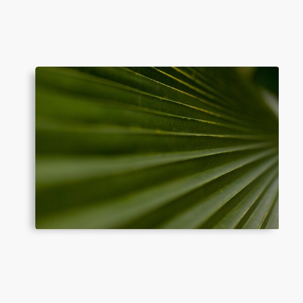 Leaf Steps Canvas Print