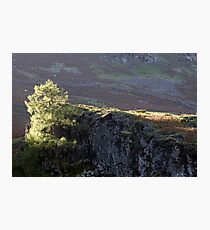 Tree, Sun and Stone.Near Grasmere. English Lake District. Photographic Print