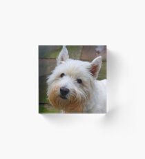 west highland white terrier Acrylic Block