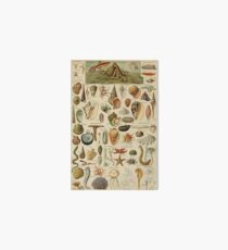 Sea life vintage illustration Art Board