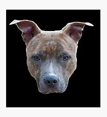 Pit bull Photographic Print