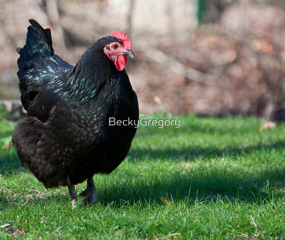 new jersey giant chicken