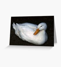 White Duck at rest Greeting Card