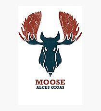 Alaskan Moose - Alces Gigas Photographic Print