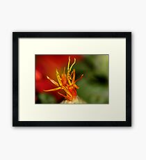 Macro Flower Framed Print