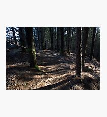 inverewe pine trail Photographic Print