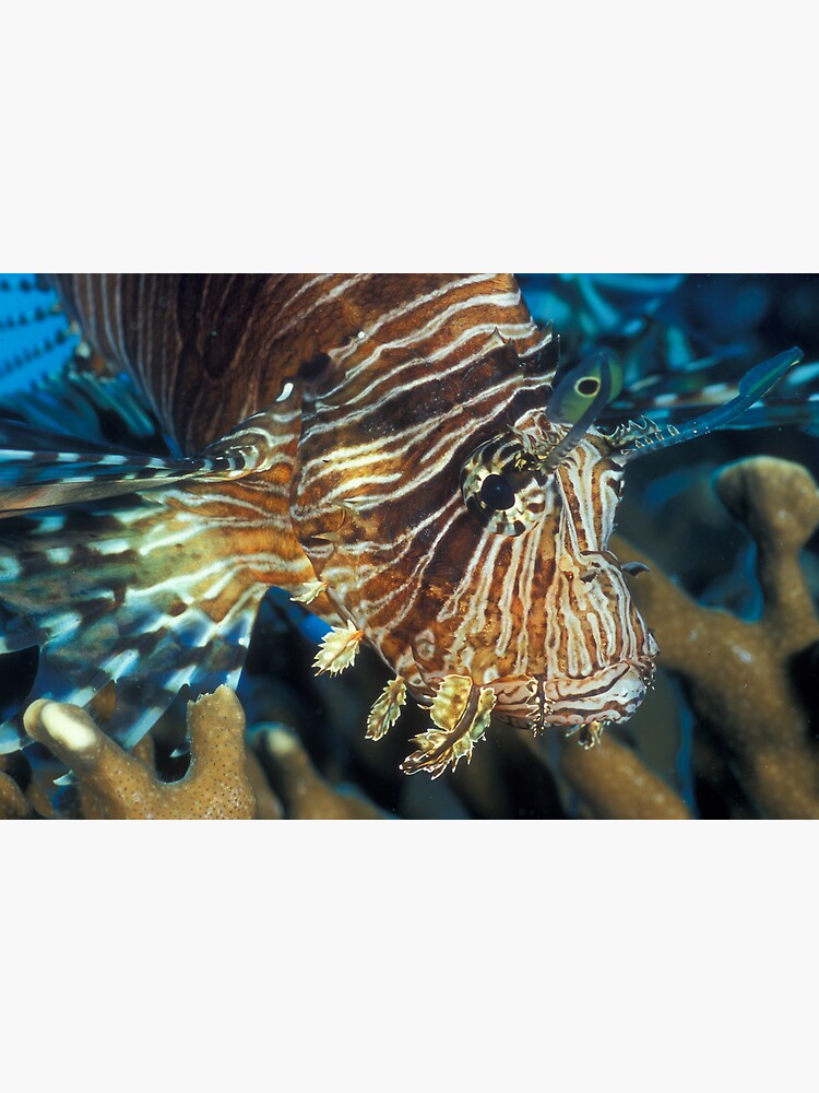 Lionfish by DavidWachenfeld