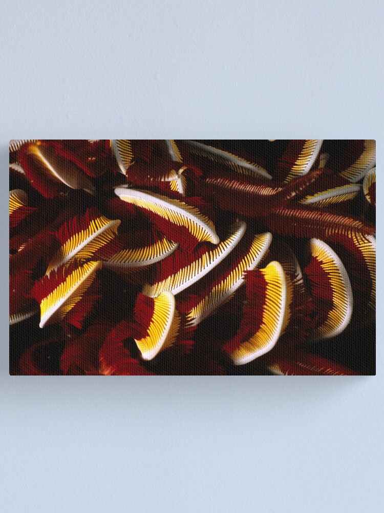 Alternate view of Feathers Canvas Print