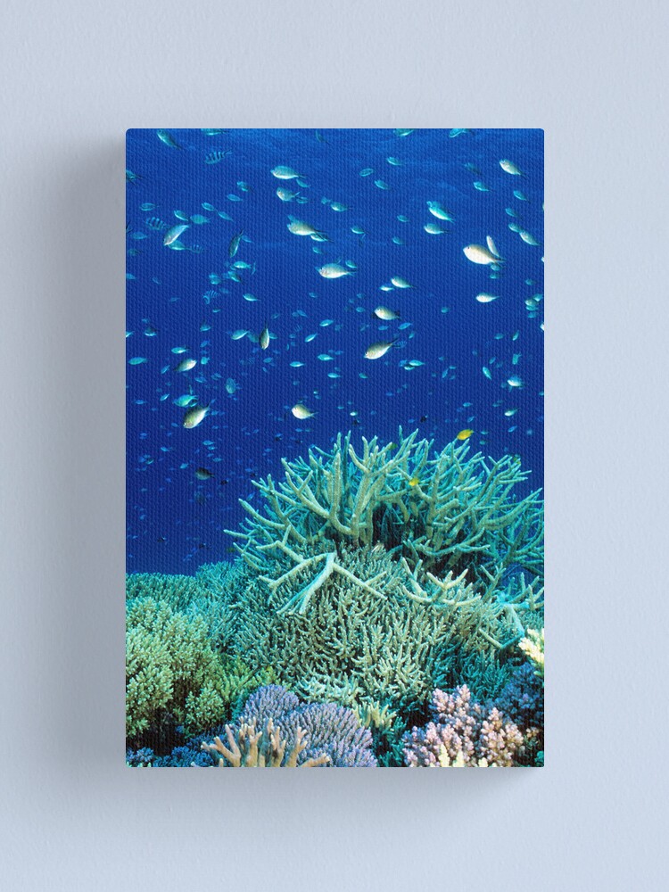 Alternate view of Coral reef scene Canvas Print