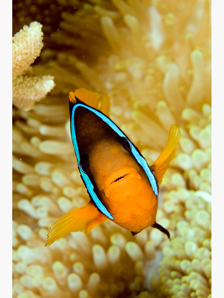 Anemonefish by DavidWachenfeld