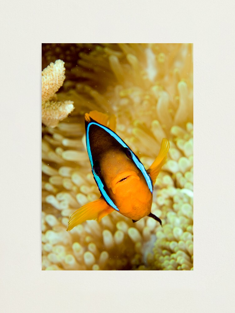 Alternate view of Anemonefish Photographic Print