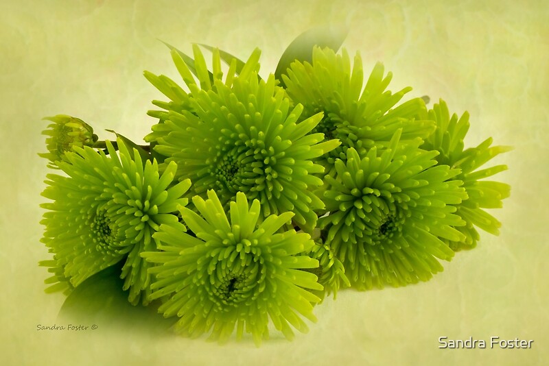 “Green Spider Chrysanthemums” by Sandra Foster | Redbubble