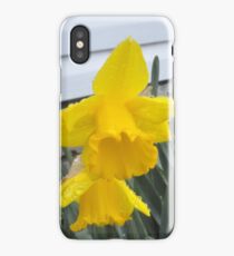 Daffodils iPhone Case/Skin