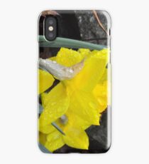Daffodils iPhone Case/Skin