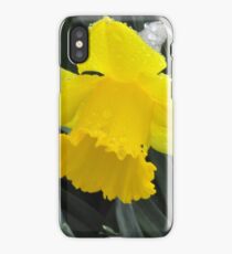 Daffodil iPhone Case/Skin