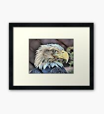 Captivity Framed Print