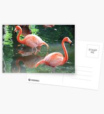 American Flamingoes Postcards