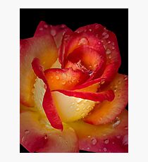 Scarlet and gold Photographic Print