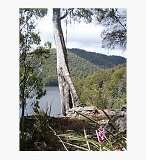 in the bush at Forth Falls, Wilmot, Tasmania - overlooking Lake Barrington Photographic Print