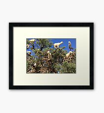 Goats in an argan tree Framed Print