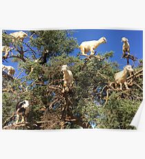 Goats in an argan tree Poster
