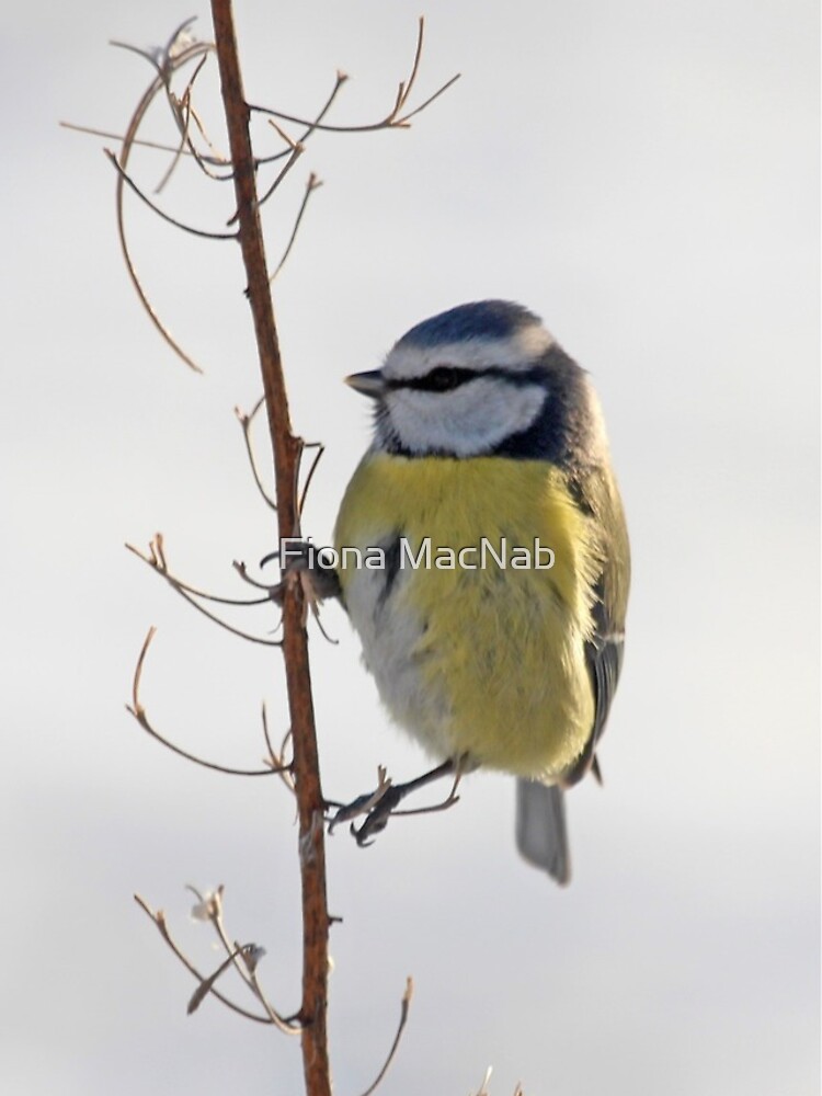Blue Tit in winter by orcadia