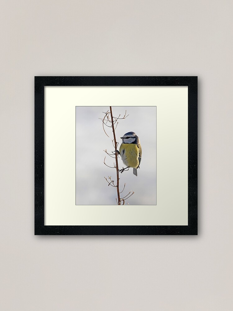 Alternate view of Blue Tit in winter Framed Art Print