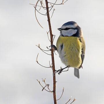 Artwork thumbnail, Blue Tit in winter by orcadia