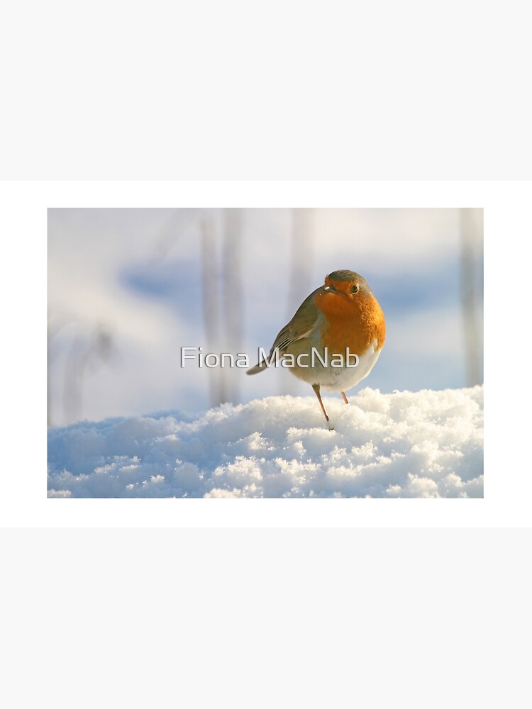 Winter robin by orcadia