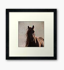 Sunlit fell pony Framed Print