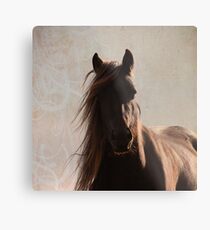 Sunlit fell pony Metal Print