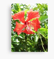 Hibiscus Canvas Print