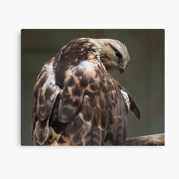 Rough-Legged Hawk Canvas Print