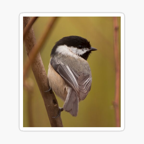 Black-Capped Chickadee Sticker