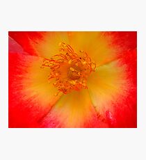 Macro flower Photographic Print