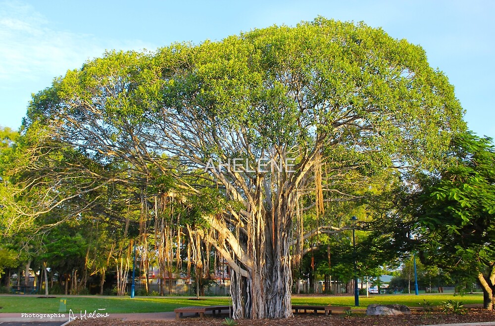 "Banyan Tree" by AHELENE | Redbubble