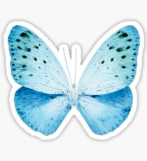 MISS BUTTERFLY EUPLOEA X-RAY White Edition Sticker