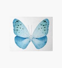 MISS BUTTERFLY EUPLOEA X-RAY White Edition Art Board