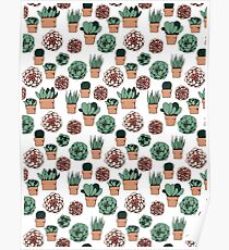 Succulents Poster