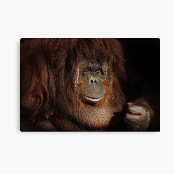 Patch Of Light Canvas Print