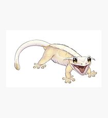 Crested Gecko - Nugget Photographic Print