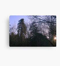 Henry Cowell Redwoods State Park, Felton, California Canvas Print