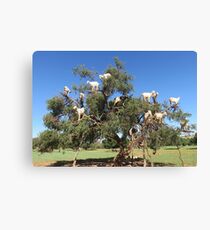 goats in trees Canvas Print