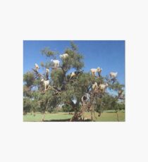 goats in trees Art Board
