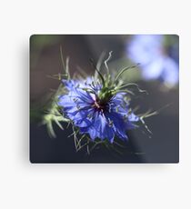 Love in the Mist Metal Print